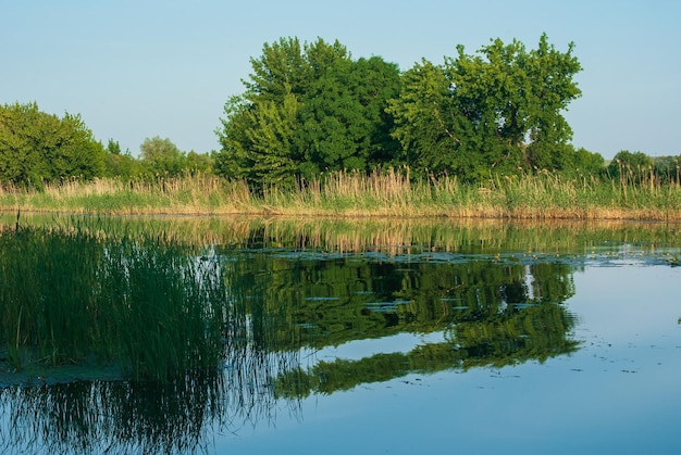 Spiegelung des Waldes im Wasser im Sommer