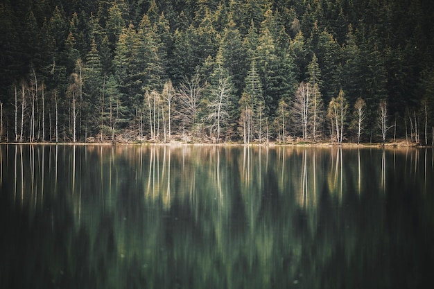 Spiegelung von Bäumen auf einem See im Wald