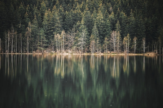 Foto spiegelung von bäumen auf einem see im wald