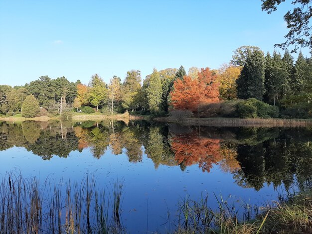 Foto spiegelung von bäumen im see gegen den himmel im herbst