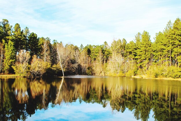 Foto spiegelung von bäumen im see gegen den himmel