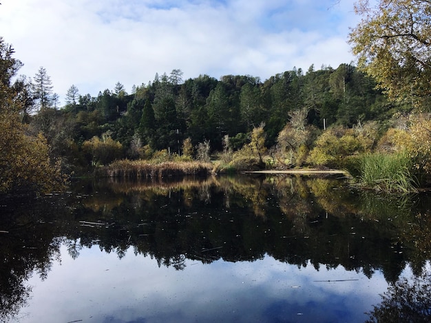 Spiegelung von Bäumen im See gegen den Himmel