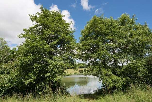 Foto spiegelung von bäumen im see gegen den himmel