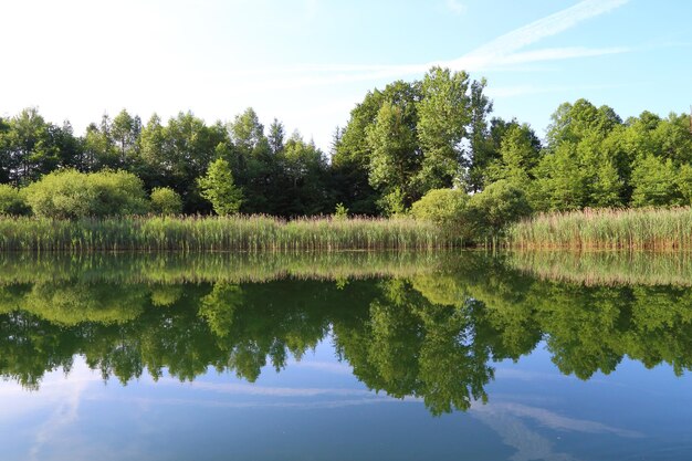 Foto spiegelung von bäumen im see gegen den himmel