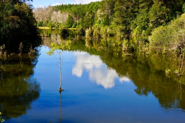 Foto spiegelung von bäumen im see gegen den himmel