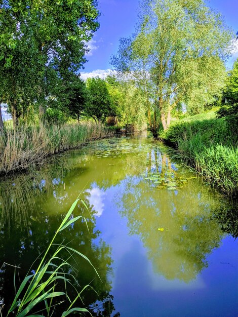 Foto spiegelung von bäumen im see gegen den himmel