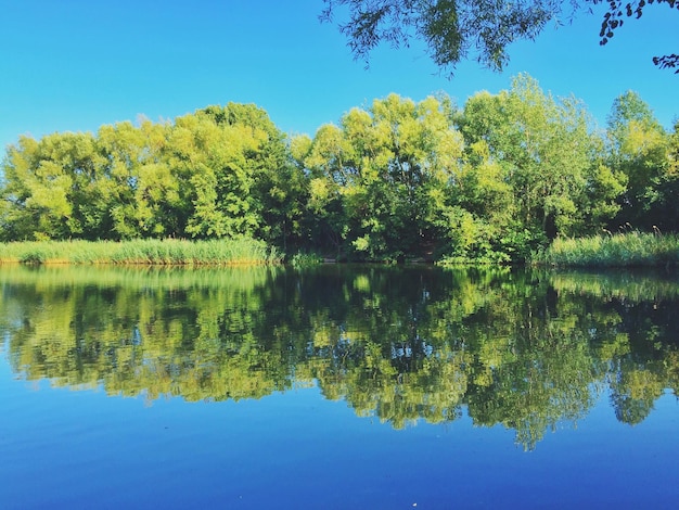 Foto spiegelung von bäumen im see vor klarem himmel