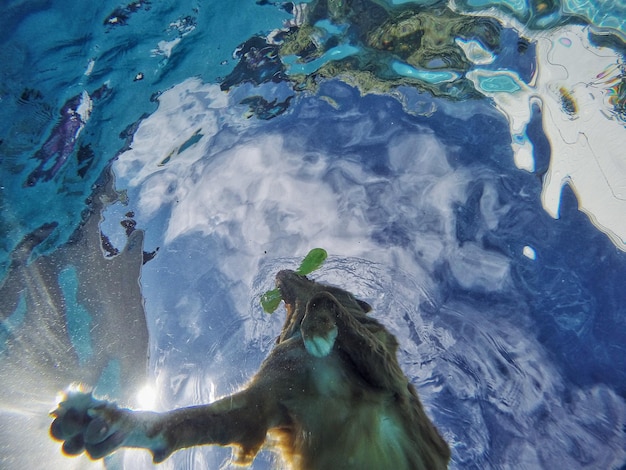 Foto spiegelung von bäumen im wasser