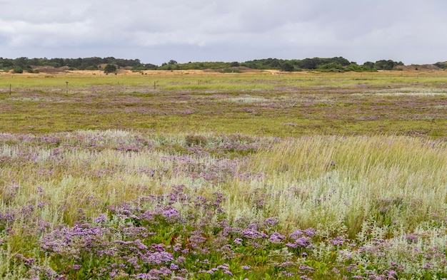 Foto spiekeroog en el este de frisia