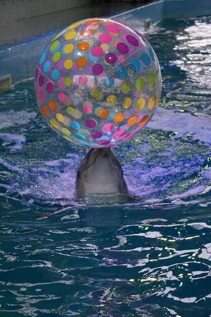 Foto spielerischer delfin mit ball im schwimmbad