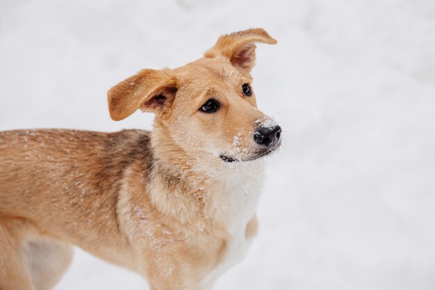 Spielerischer hellbrauner Hund auf dem Schnee in einem Wald