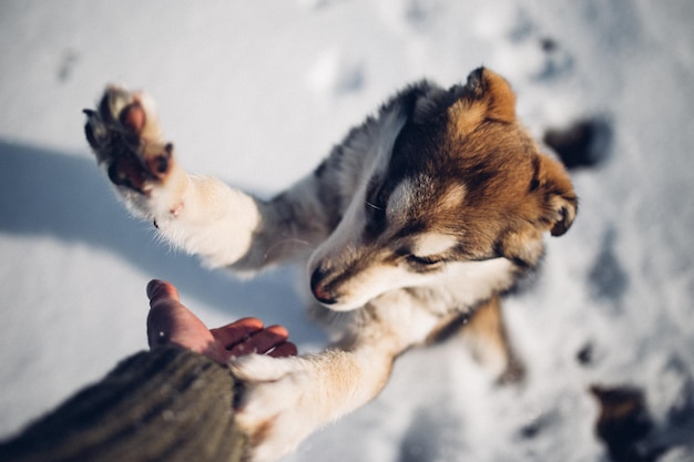 Spielerischer Hund im Freien