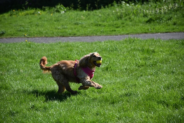 Spielerischer Spaniel-Hund mit einem Ball in seinem Mund