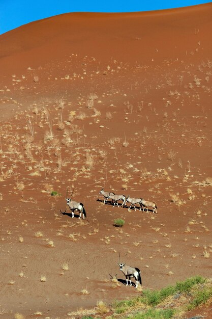 Spießbock-Antilope Namibia Afrika