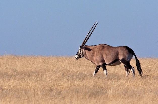 Spießbock Oryx Damaraland Namibia