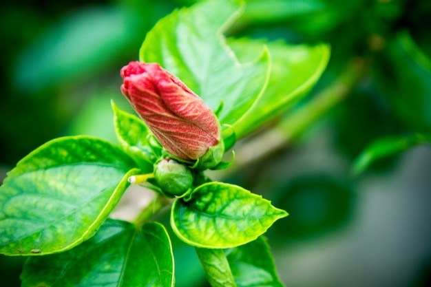 Spike Blume, Rubiaceae Blume, Ixora Coccinea.