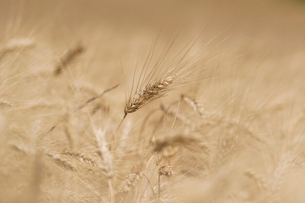 Spike of Wheat