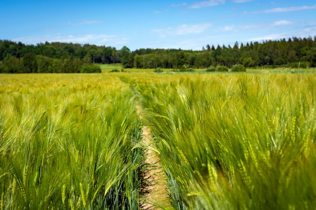 Spikelets da cevada verde da fabricação de cerveja em um campo.