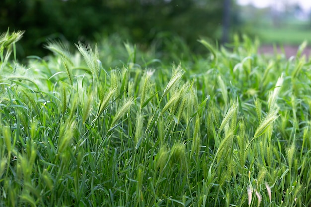 Spikelets verdes novos do trigo que crescem no campo ao ar livre.