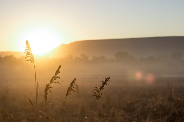 Spikes im Morgengrauen