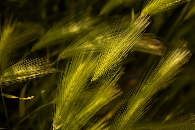 Spikes von grasartigen Pflanzen dunkler Hintergrund