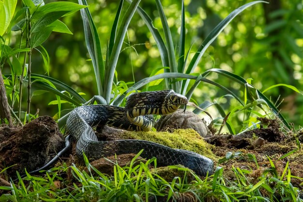 Foto spilotes pullatus, comumente conhecida como cobra de galinha, cobra de galinha tropical ou cobra de rato amarelo, é uma grande espécie de cobra colúbrida não venenosa nativa dos neotrópicos.