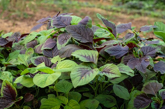 Spinat oder rotes Amaranth-Gemüse in Gärten