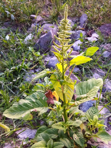 Spinatpflanze im Hof geeignet für Gemüsechips Wildpflanzen