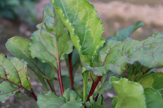 Foto spinatpflanze und -blätter
