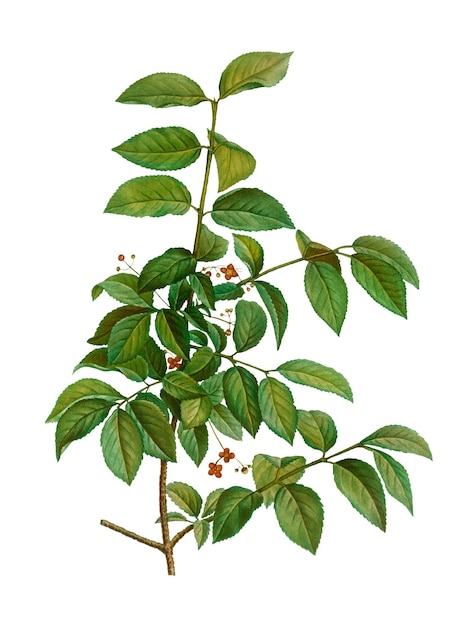 Spindelzweigpflanze durchsichtig png