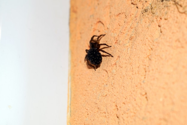 Spinne an der Wand close-up