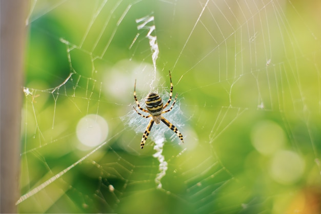 Spinne argiope bruennichi im Netz im Garten