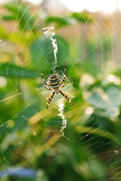 Spinne argiope bruennichi im Netz im Garten