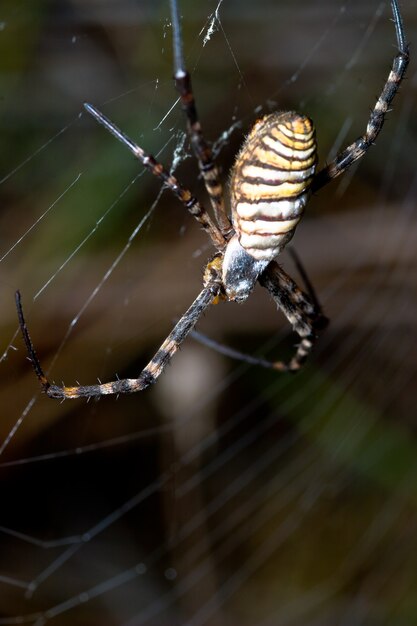 Spinne, Argiope Bruennichi