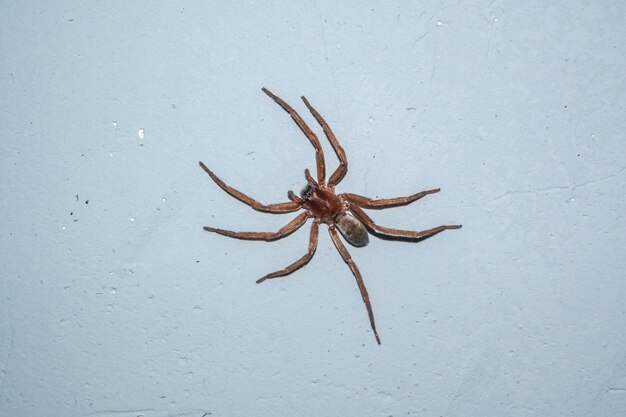 Foto spinne asthenoctenus borellii an einer wand in einem haus in cordoba, argentinien