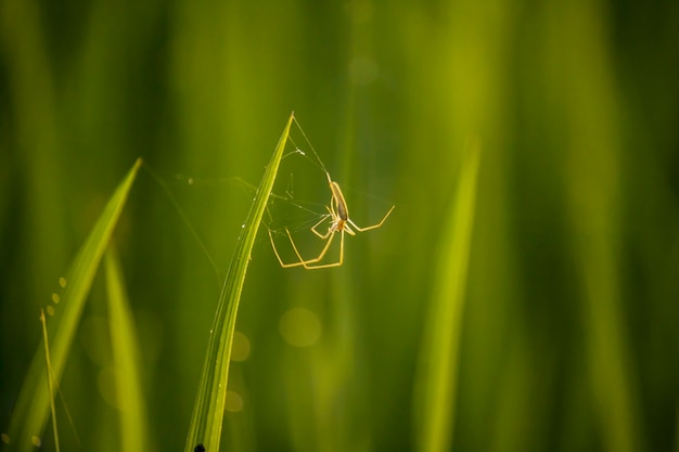 Spinne auf dem Feld