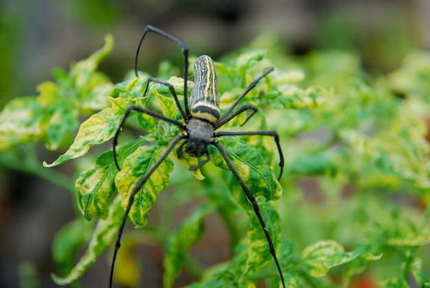 Foto spinne auf dem grünen blatt