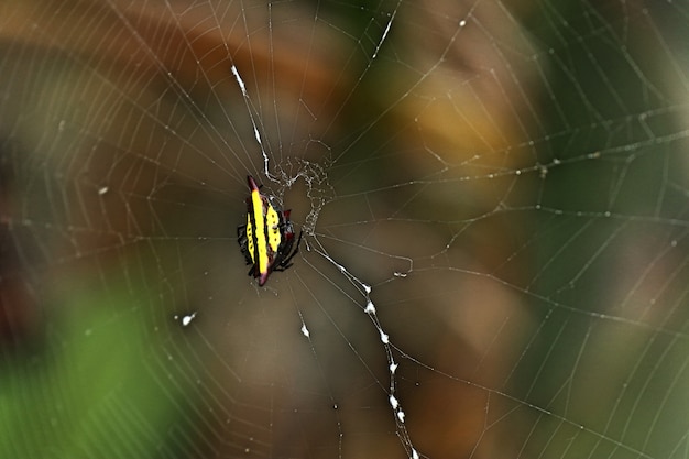 Spinne auf den Stegen