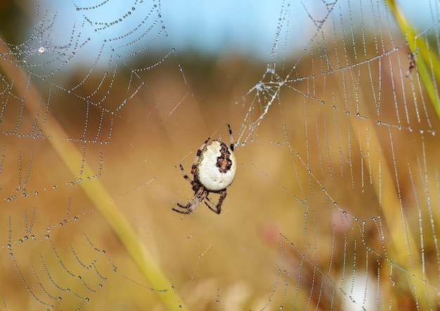 Spinne auf einem Netz im Sommer