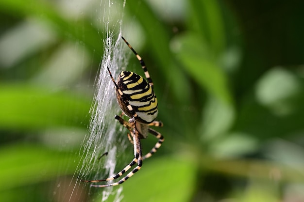 Spinne auf einem Netz