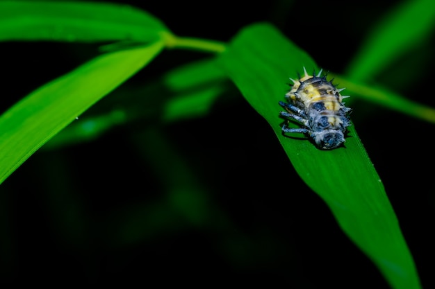 Spinne auf einer Blume