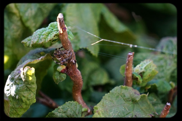 Foto spinne auf ihrem netz