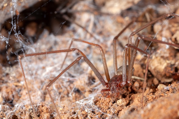 Spinne auf natürlichem Lebensraum einsperren - Gefahr giftiger Spinne