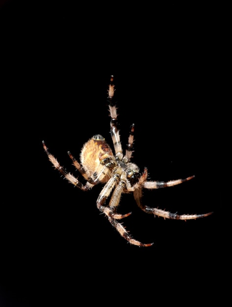 Spinne auf schwarzem Hintergrund isoliert