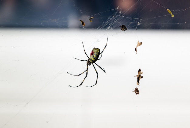 Spinne auf Spinnennetz (Spinnennetz)