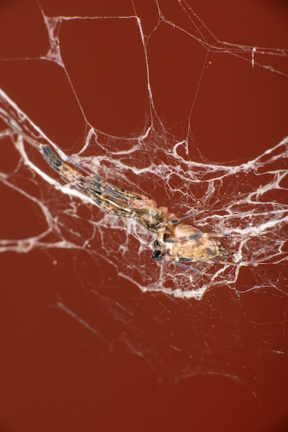 Spinne, Eine schöne kleine Spinne in ihrem Netz im Kontrast zu einem rötlichen Hintergrund, selektiver Fokus.