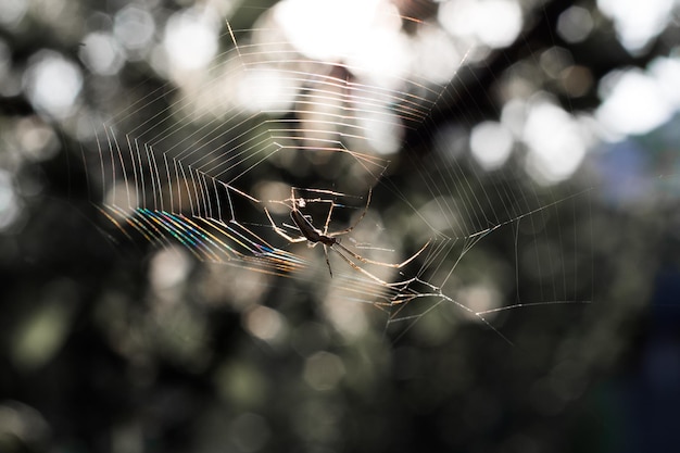 Spinne im Netz, Farbglanz der Sonne