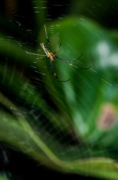 Spinne im Netz im Wald, Insekt und Tier