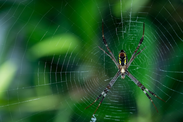 Spinne im Netz im Wald, Insekt und Tier