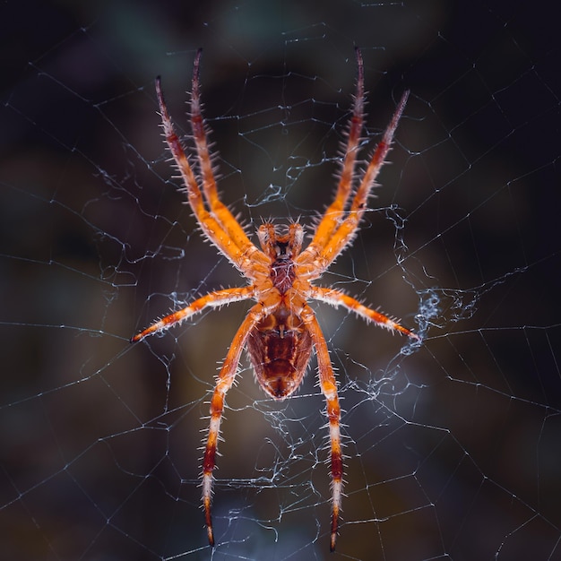 Spinne im Spinnennetz, die auf die Jagd wartet